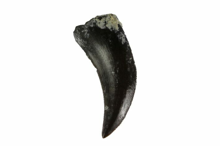 Permian Reptile Tooth - Oklahoma #137640